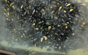Des moules , comme s'il en pleuvait ....