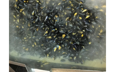 Des moules , comme s'il en pleuvait ....